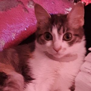 Meet your Posher, Rosetta